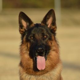 Yupp - German Shepherd