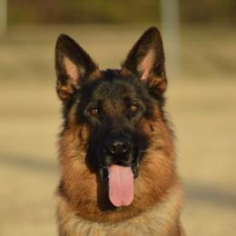 Yupp - German Shepherd