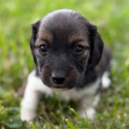 Finn - Piebald male Dachshund puppy in Greenup, Kentucky from Tygart Creek Dachshunds
