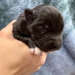 Birch - Black and white male Siberian Husky puppy in Columbus, Nebraska from Happy Howlin' Smokey Mountain Huskies