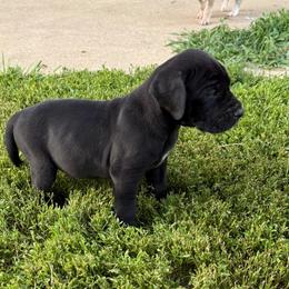 Girl 2 - Black and white female Great Dane puppy in Indianola, Iowa from Bull West Kennels