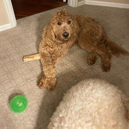 Goldendoodle All Grown Up from Goldenvalley Doodles