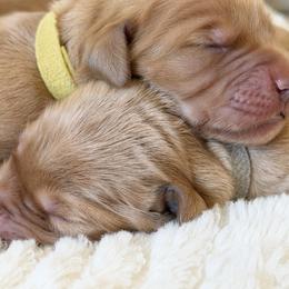 Golden Retriever Puppies from Church Creek Retrievers