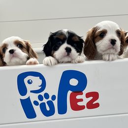 Cavalier King Charles Spaniels from Becks Cavalier Puppies