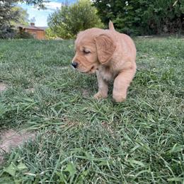 Golden Retriever Puppies from Thousand Lake Retrievers