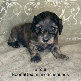 Birdie - Brindle female Dachshund puppy in Lexington, Oklahoma from BooneDox Miniature Dachshunds