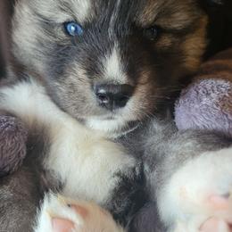 Clara - Black and white female Siberian Husky puppy in Swansea, Illinois from Husky B's