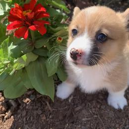 Pembroke Welsh Corgi Puppies from Cahas Corgis