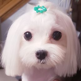 Nova - Maltese