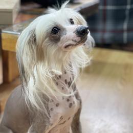 Polly - Chinese Crested