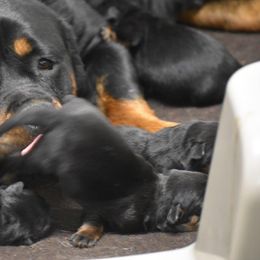 Rottweiler Puppies from Sharp Ridge Rottweilers