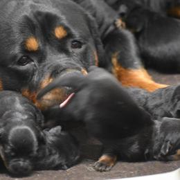 Rottweiler Puppies from Sharp Ridge Rottweilers