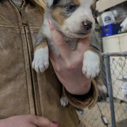 Australian Shepherd Puppies from Riley's Paw Pals