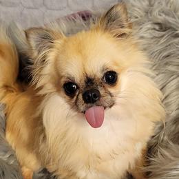 Chihuahuas from Bono's  Chihuahuas LLC