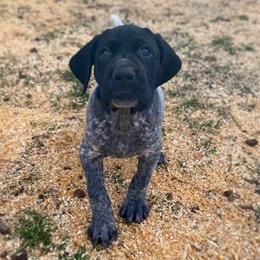 Hobo - Black roan male German Shorthaired Pointer puppy in Hot Springs, Virginia from Thunder Mountain Gun Dogs