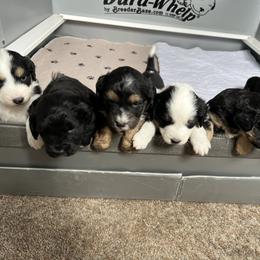Golden Aussiedoodle and Goldendoodle Puppies from Wild Rose Tiny Poodles & Doodles