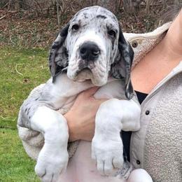Red collar female - Merle female Great Dane puppy in Northeast, Pennsylvania from Bluestone Valley Great Danes