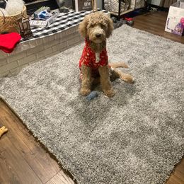 Pearl - Bernedoodle