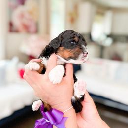 Satoshi-Pokémon Character - Tri-color male Bernedoodle puppy in Ontario, California from Teddy Doodles & Standard Poodles