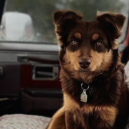 Miniature Australian Shepherds from RLM Mini Australian Shepherds