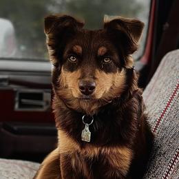 Miniature Australian Shepherds from RLM Mini Australian Shepherds