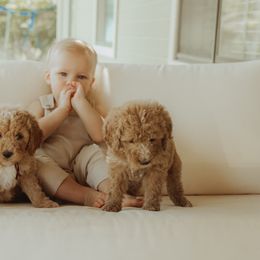 Goldendoodles from Lion Springs Doodles