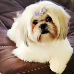 Shih Tzus from Jacobsen Family Shih Tzus