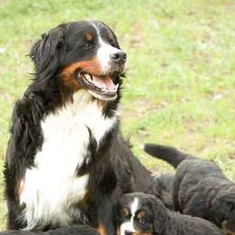 Bernese Mountain Dogs from Mission Valley Pups LLC
