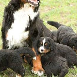 Bernese Mountain Dogs from Mission Valley Pups LLC