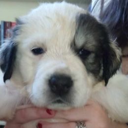 Baki - Central Asian Shepherd Dog puppy in Staunton, Virginia from Spinaz de Can