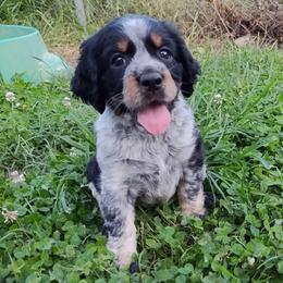 Jo - Tri-Roan female English Springer Spaniel puppy in Kingsport, Tennessee from Leandra's English Springer Spaniels