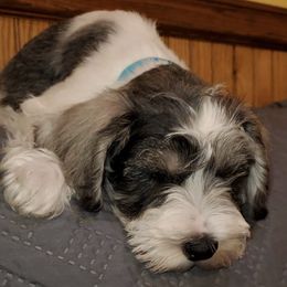 Miniature Schnauzers and Yorkshire Terriers from Cuddly Cutts Pets