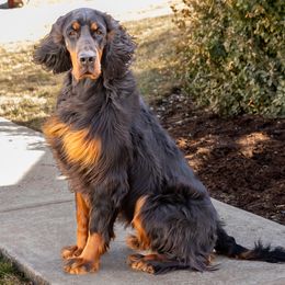 Molly - Gordon Setter