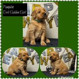 Pumpkin - Dark golden female Golden Retriever puppy in Touchet, Washington from Northwest Rainbow Aussies and Golden Retrievers