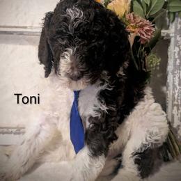 Toni - Brown and white male Sheepadoodle puppy in Berwick, Pennsylvania from Wright’s Wiggle Butts