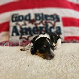 Black pie male 1 coat is TBD - Black and tan male Dachshund puppy in Herald, California from Bluegum Dachshunds