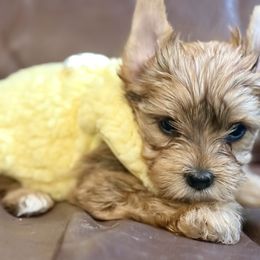 Polly ( orange band) - Gold female Yorkshire Terrier puppy in Tangipahoa County, Louisiana from Riche’ Louisiana Yorkies