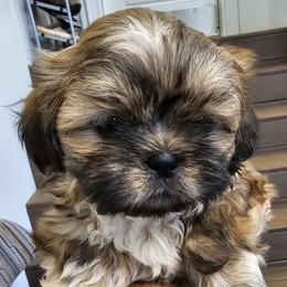 Luke - Tricolor male Shih Tzu puppy in Boones Mill, Virginia from Shih Tzu's of Antioch