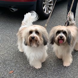 Tibetan Terrier All Grown Up from Kham Ra Tibetans