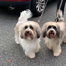 Tibetan Terrier All Grown Up from Kham Ra Tibetans