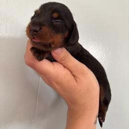 Rip Wheeler - Black and tan male Dachshund puppy in Lumberton, Mississippi from Doris’ Darlin Doxies & Doodles