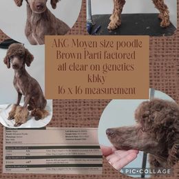 Beau - Poodle