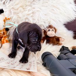 Hollywood - Black female Great Dane puppy in Climax, Michigan from Beaver Creek Danes