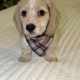 Jolly - Piebald male Dachshund puppy in Denair, California from Doxie Lux