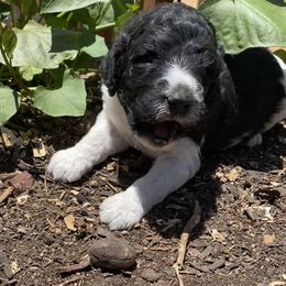 Poodle Puppies from Purple Heart Canines