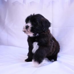 Panda - Black and white male Assorted Doodle Crosses puppy in Sacramento, California from FurKids