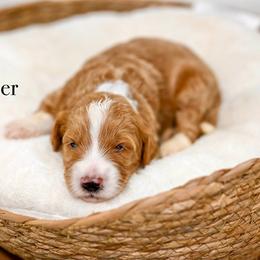 Cooper - Red male Bernedoodle puppy in Tucson, Arizona from Sun Valley Goldendoodles