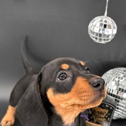 Miss Rayna - Black and tan female Dachshund puppy in Ben Wheeler, Texas from P&P Dachshunds