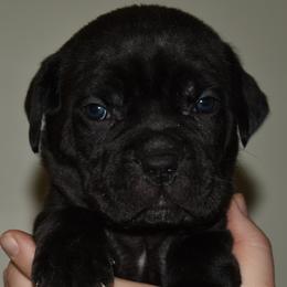 Turquoise - Black female Cane Corso puppy in Sault Ste Marie, Michigan from Willow Creek Cane Corsos