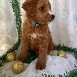 Bernedoodle Puppies from Pitter Patter Puppies NJ